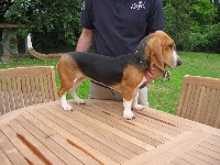 Étalon Basset Artesien Normand - Vanda de la petite dordogne