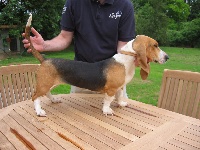 Étalon Basset Artesien Normand - Victoria de la petite dordogne