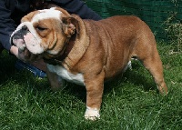 Étalon Bulldog Anglais - CH. Little Tatanka Flynn