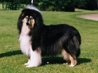 Étalon Colley à poil long - Scottlyme Voodoo lady