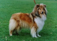 Étalon Colley à poil long - Scottlyme Xanthippe