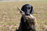 Étalon Flat Coated Retriever - TR. CH. aughnaleck Dutch d'votion