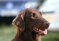 Étalon Flat Coated Retriever - CH. Dark devotion Hip Heaven Huntress