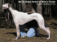 Étalon Greyhound - CH. Bit of royal smile of nice's greys