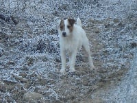 Étalon Jack Russell Terrier - Bouffonn de forge saint eloi de la ferme de Chambaran
