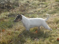 Étalon Jack Russell Terrier - Carabine cartouche Des Hauts d'Alène
