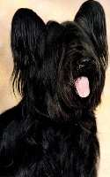 Étalon Skye Terrier - CH. Dark delight of morningsky