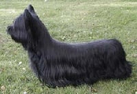 Étalon Skye Terrier - CH. skyeotts Pushkin