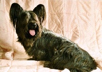 Étalon Skye Terrier - CH. Hold that dream of morningsky