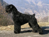 Étalon Terrier noir - CH. malahovskaja Uliana