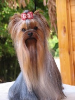 Étalon Yorkshire Terrier - Horfeo's Emperatriz