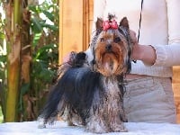 Étalon Yorkshire Terrier - Alda's GoldStar Attractive miss jubilee