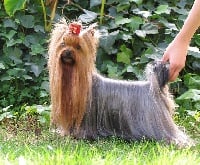 Étalon Yorkshire Terrier - Horfeo's Clementine