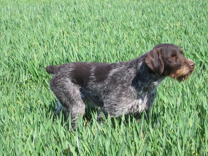 TR. CH. L- A reine de la fenardiere