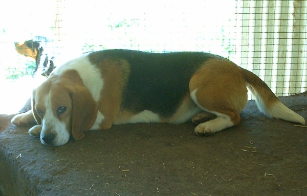 Publication : de Entresierras Auteur : Aurora Blanco