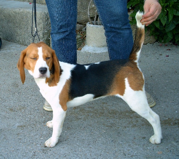 Publication : de Entresierras Auteur : Aurora Blanco