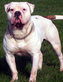 CH. bulldog city Clint eastwood junior