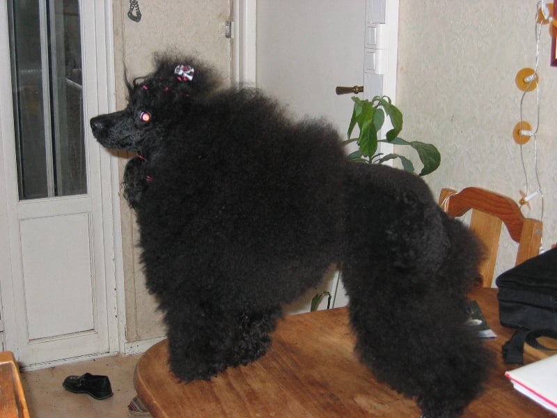 Publication : de la Verchere Rouge