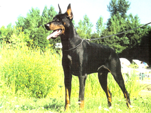 Nel luther De la cour de la fauconniere