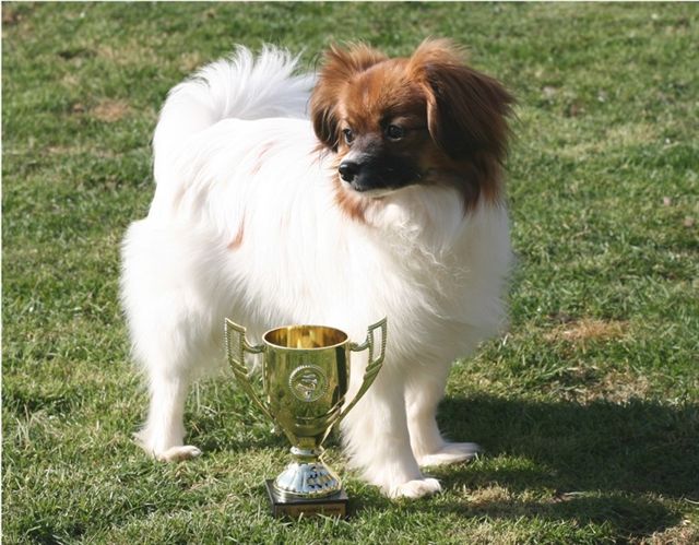 Publication : des elfes de la masure Auteur : BOTELLA ERIC