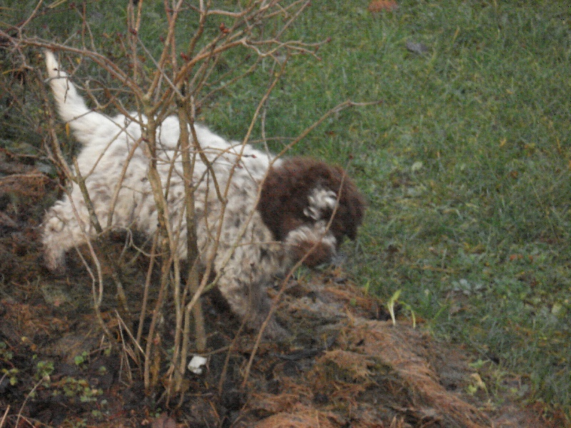 Publication : du val maravel Auteur : leret