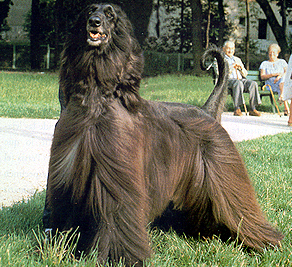 CH. Huilaco's The best seller