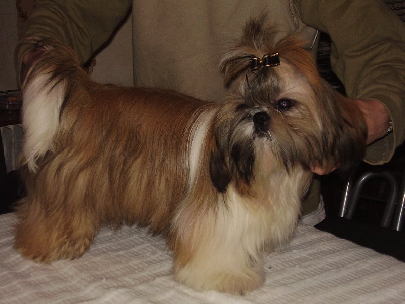 Publication : Suan Shu Sayonara Auteur : Magali Marchandise