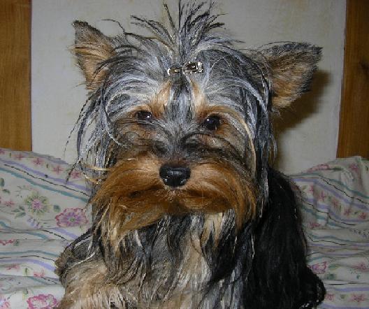 Publication : (Sans Affixe) Auteur : estelle