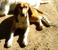 Étalon Anglo-Français de petite venerie - Cognac de la Laurina