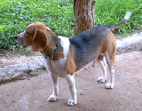 Étalon Beagle - Luna del enebral