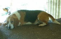 Étalon Beagle - Tami de aliseda