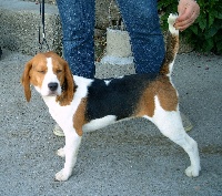 Étalon Beagle - Fairy Tale de Entresierras