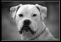 Étalon Bouledogue americain - Lulu's Kennel Bully or not bully