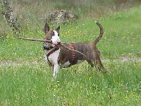 Étalon Bull Terrier - Stella (Sans Affixe)