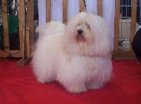 Étalon Coton de Tulear - TR. CH. Angelina Du domaine de la rouvière