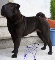 Étalon Shar Pei - Fany do sol da cruz