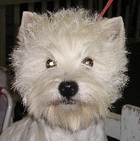 Étalon West Highland White Terrier - Cléopatre du clan d'eve highland