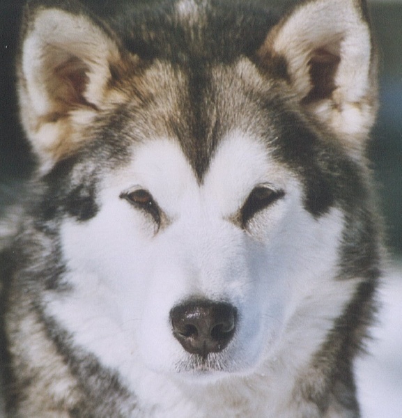 Publication : du val des Hurlus Auteur : Val des Hurlus