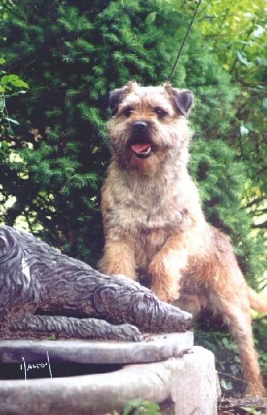 CH. Pitlochry's Buster