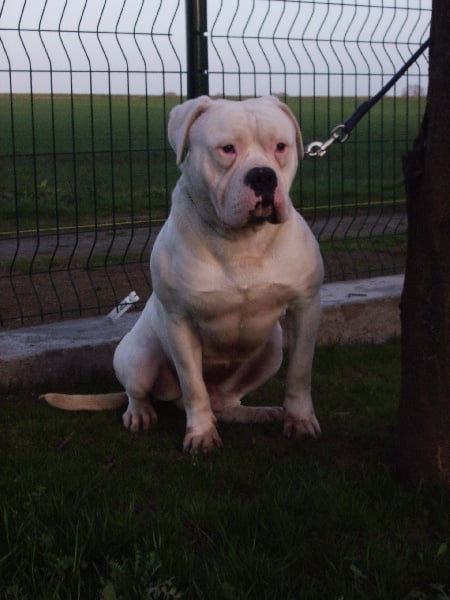 Publication : du domaine de sweety blue Auteur : payneau aurelien