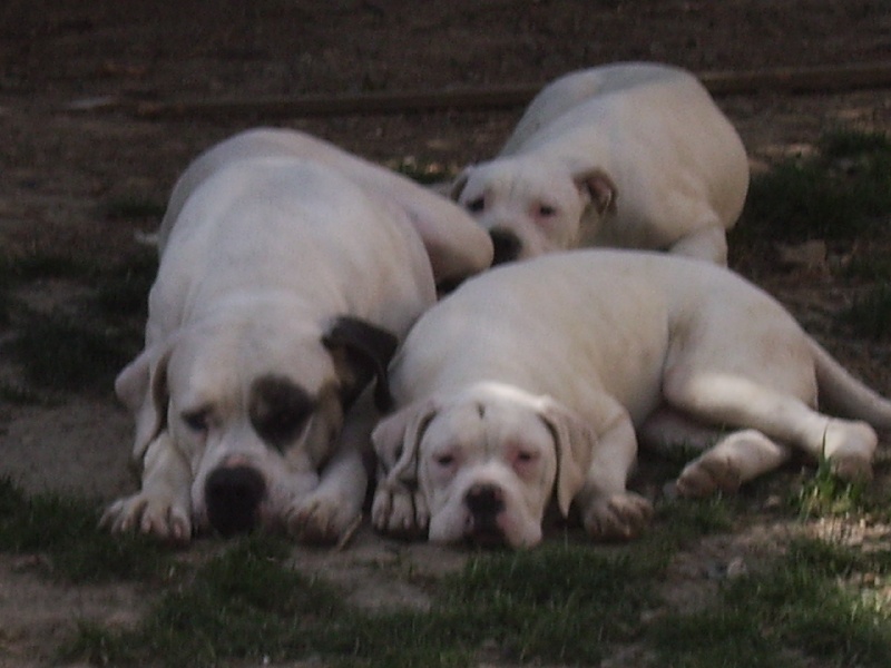 Marley deux (Sans Affixe)