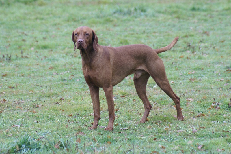 Publication : de Nearly Heaven Auteur : Susan Virr