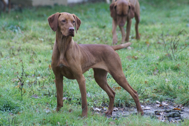 Publication : de Nearly Heaven Auteur : Susan Virr