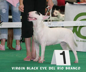 Virgin black eye del Rio Branco