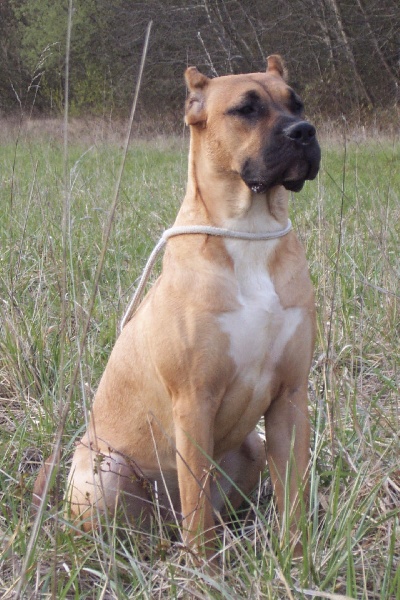 Ulcia Du baron des crocs d'ivoire