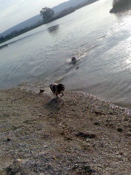 Publication : du clos de la pouillette Auteur : P GODENIR