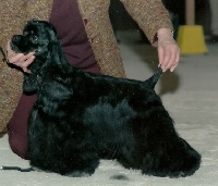 Étalon American Cocker Spaniel - CH. Tea for two du Grand Fleuriot