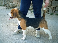 Étalon Beagle - Fortunately yours de Entresierras