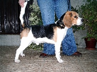 Étalon Beagle - Mendi de aliseda