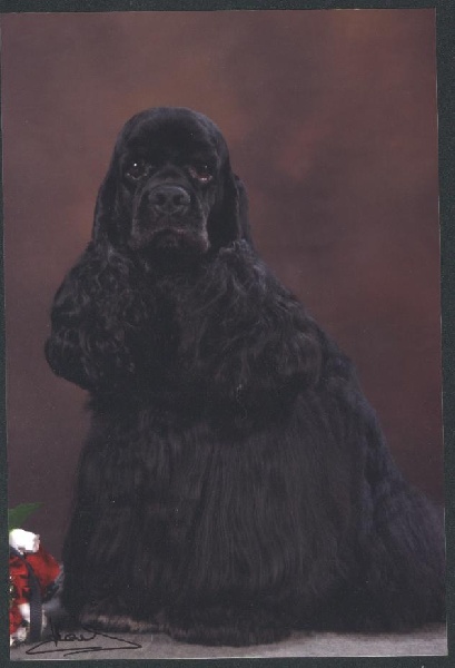 Publication : of Dog Patch